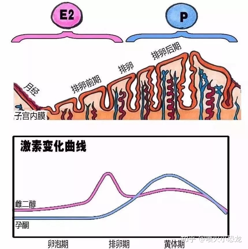 供卵做试管婴儿能否让你拥有双胞胎宝宝