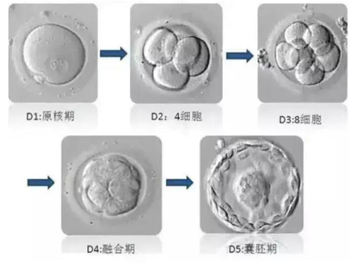 供卵试管自怀供卵真的那么痛苦吗？福美健康陪你一起聊聊私立供卵试管的真相!