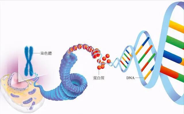 供卵做试管移植后怎么判断着床呢