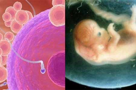 丈夫精子质量差医院可以同意-试管代怀最新法律规定怎么做的+12步看懂广州合法试管代怀就诊全部流程