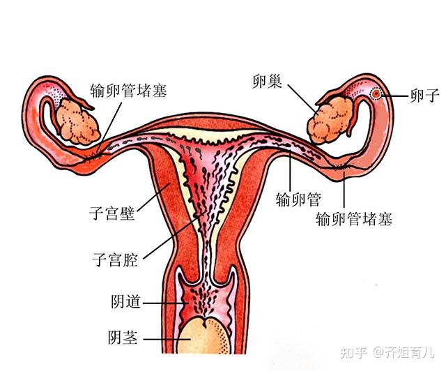 广州鼓楼有供卵的吗说说我的剖腹产经历