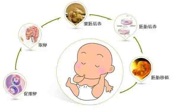 广州供卵的私立机构名单,附2024供卵三代试管私人机构供卵怀孕公司条件解说